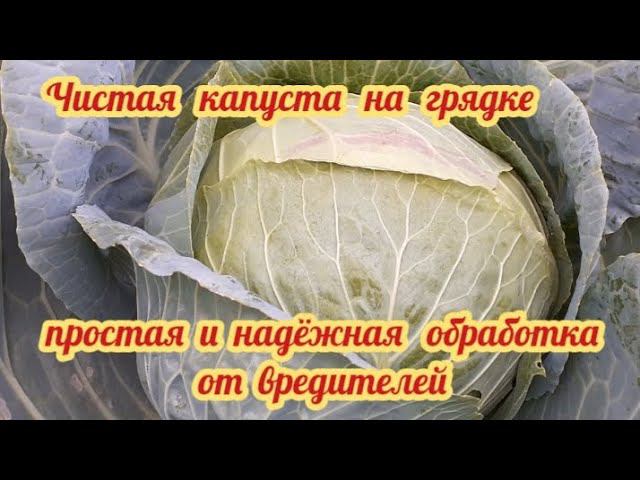 Капуста после обработки от вредителей.... просто и надёжно. смотреть онлайн