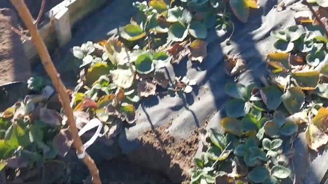 Посадка персик сорт" Штайнберг" смотреть онлайн