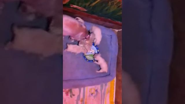 1er lunch girl Marianne смотреть онлайн