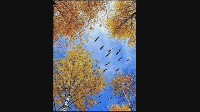 Улетает лето...Евгения Трутнева. смотреть онлайн