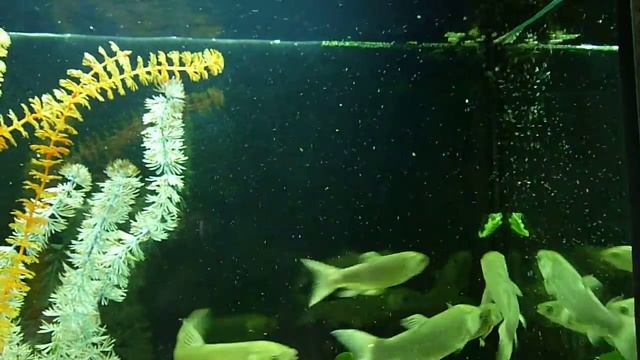 Белый амур в аквариуме, кормление белого амура grass carp feeding 2 смотреть онлайн