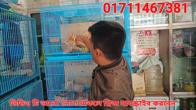 মাত্র ৫০০ টাকায় বিড়াল 💥 | Cat price in Bangladesh | Pet market in Bangladesh | Pets vlog bd смотреть онлайн