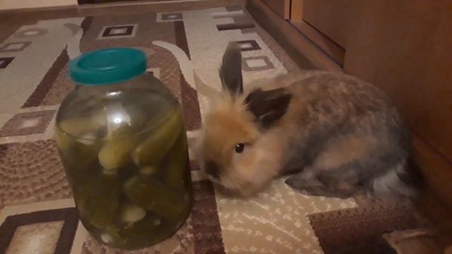 Кролики декоративные. Питание. Кролик Биби голодная ?(((Cute Bibi is so hungry((( смотреть онлайн