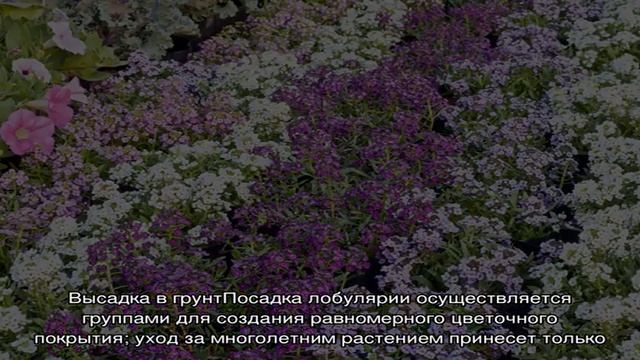 Лобулярия в саду: ароматный «ковер» своими руками (25 фото) смотреть онлайн