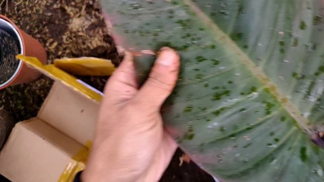 Beli Online Philodendron Black Cardinal Cuman 30 Rb-an, Murah Banget!!!??