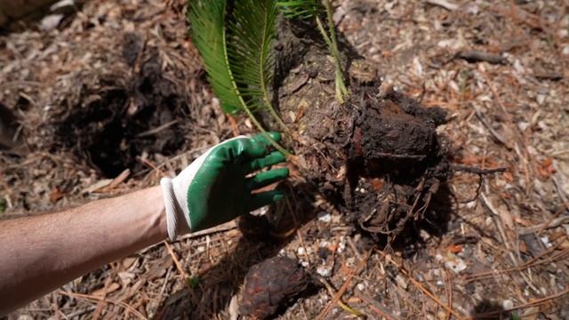 How to Grow Sago Palms! Transplanting Update, Care Tips, Propagation & Tutorial! Cycas revoluta смотреть онлайн