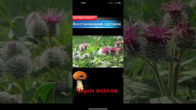 Как вылечить суставы в коленях много других болезней смотреть онлайн