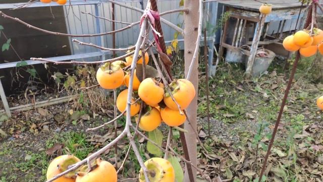 Хурма Никитская Бордовая вкусная, сладкая, не мёрзнет!!!!