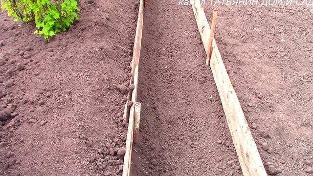 посадка лука порея