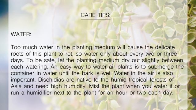 CARE TIPS FOR DISCHIDIA RUSCIFOLIA – MILLION HEARTS ❤️ смотреть онлайн