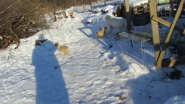 Щенки растут и бегают во всю... смотреть онлайн
