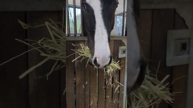 Сено для лошади. смотреть онлайн