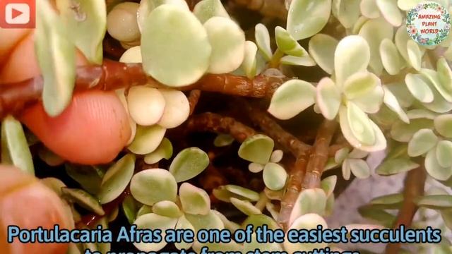 All About Afra Variegated Elephant Bush// Portulacaria смотреть онлайн