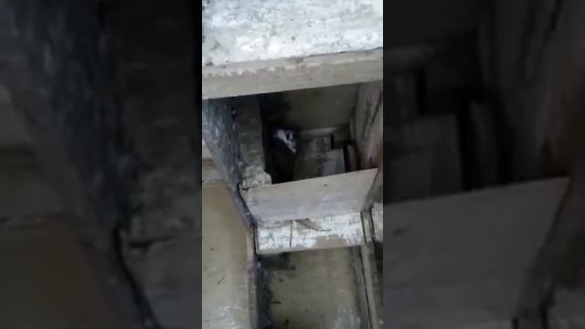 Краснодарские бойные голуби - Артамоны старопородние смотреть онлайн