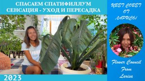 СПАСАЕМ СПАТИФИЛЛУМ СЕНСАЦИЯ - ПЕРЕСАДКА И УХОД