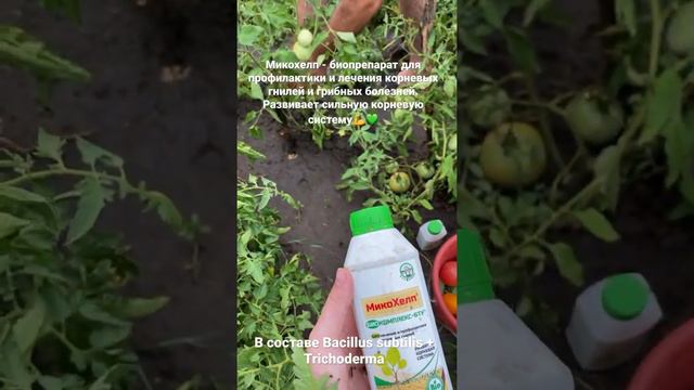 Микохелп. Здоровый урожай с профилактикой корневых гнилей и болезней💚 смотреть онлайн