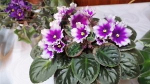 Цветение фиалок зимой.