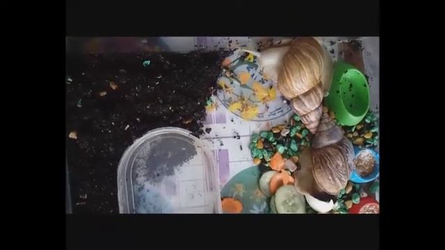 Улитки, живущие в аквариуме смотреть онлайн