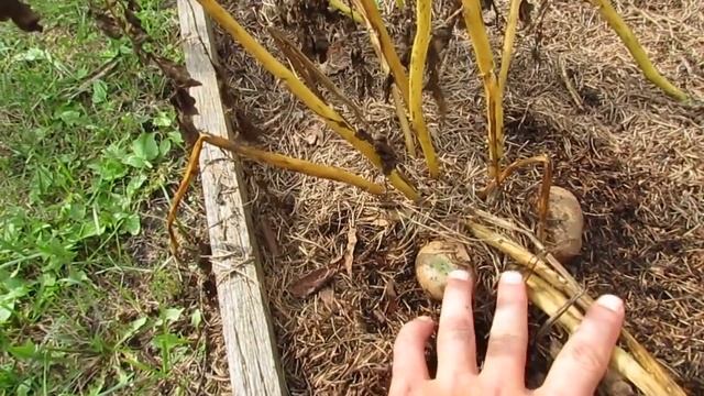 Картошка растёт на чистой глине... смотреть онлайн