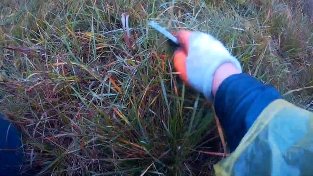 сбор синеножки,рыжиков и рядовки в конце октября смотреть онлайн