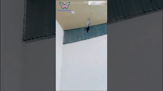 УЗБЕКСКИЕ ИГРОВЫЕ ГОЛУБИ.ИСТОРИЧЕСКИЕ САМАРКАНДСКИЕ ГОЛУБИ! ЛУЧШИЕ ИГРОВЫЕ ГОЛУБИ МИРА! смотреть онлайн