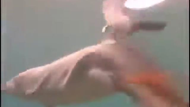 dolphin birth Рождение дельфина смотреть онлайн