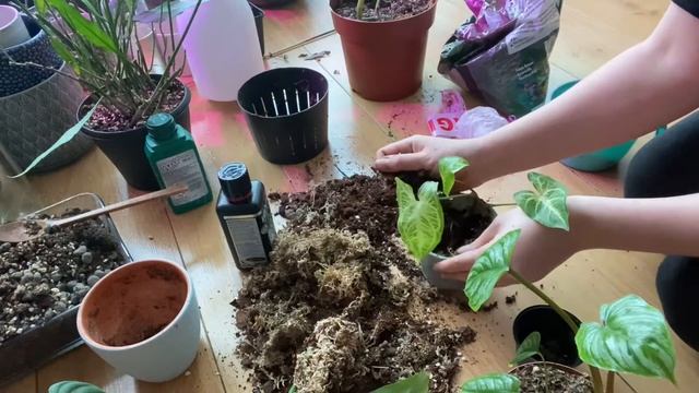 Syngonium podophyllum Batik [ Tips on how to pot aroids ] смотреть онлайн