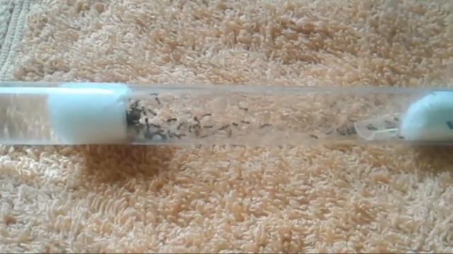 Муравьиная ферма Онлайн смотреть онлайн