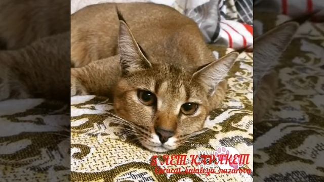 Выпускница,Каракетф1 