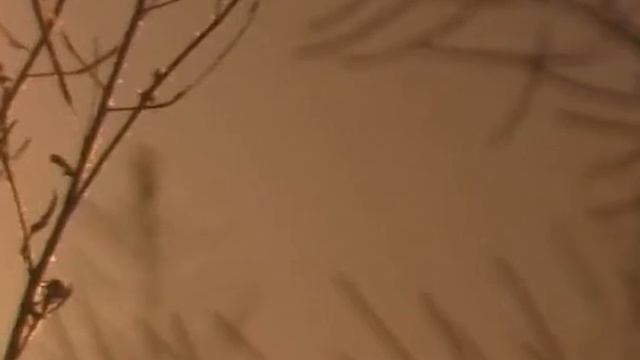 Природа и музыка - 1 (Портрет травы)