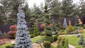 Красивые Ели ? Обзор моего сада. Сравнение разных поставщиков.