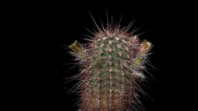 Echinocereus chloranthus, Mexico, Chihuahua, El Sueco (4K) смотреть онлайн