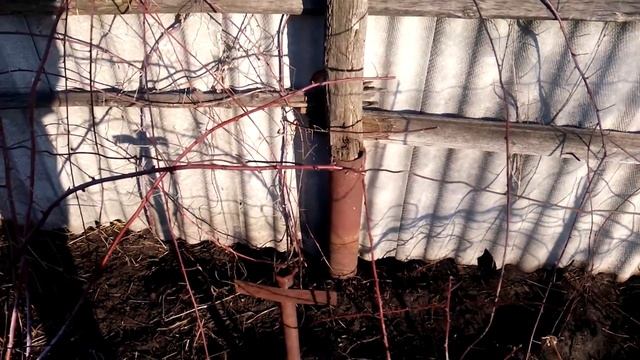 ОБРІЗКА ВЕСНОЮ. МАЛИНА КУМБЕРЛЕНД смотреть онлайн