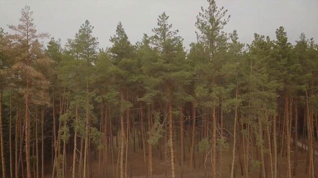 Фельдман Экопарк вернул в природу краснокнижного орлана смотреть онлайн