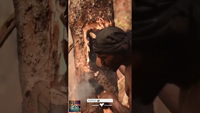 The FASCINATING RELATIONSHIP of the YAO TRIBE and the GREATER HONEYGUIDE! смотреть онлайн