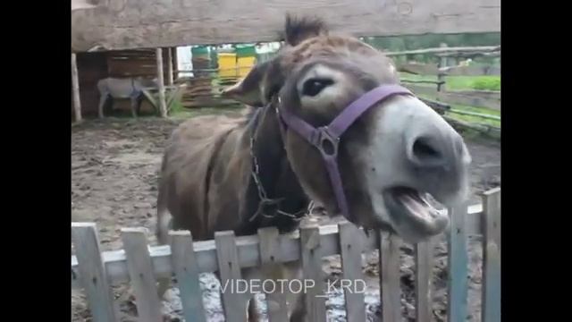 Осел обиделся смотреть онлайн