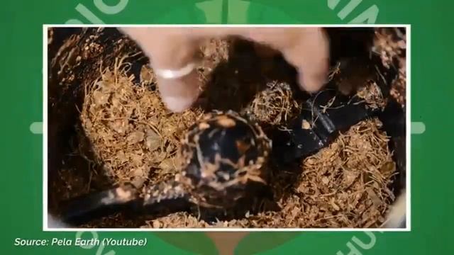 Стоит ли покупать компостер Lomi? смотреть онлайн