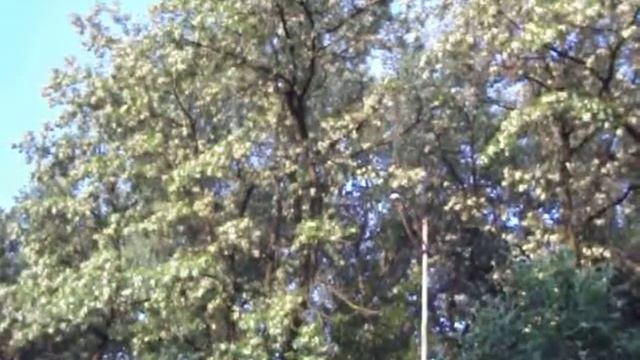 Ирисы бородатые, Шарон смотреть онлайн