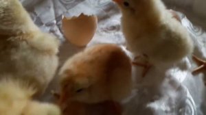 Инкубация и содержание кур Мини мясные палевые и Бресс Гальцы Французкая курица