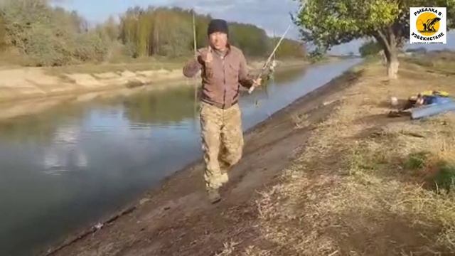 РЫБАЛКА НА СОМА И НА КРУПНОГО САЗАНА. смотреть онлайн