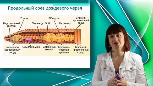 Дождевой червь смотреть онлайн