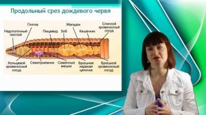 Дождевой червь