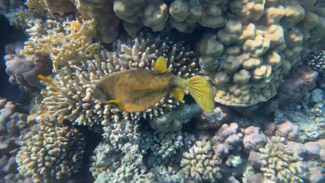 Рыба - Кузовок смотреть онлайн