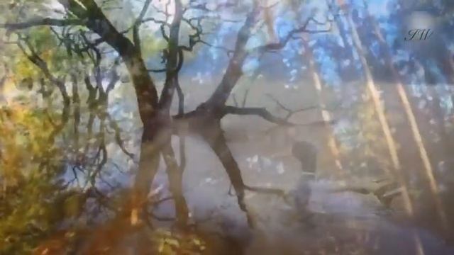 "ЛЕСНОЙ ДУХ " Автор Ирина Виггерт. Видео Алёна Лири. Музыкальное оформление Виктор Миллер смотреть онлайн