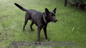 Собака боится других собак: что делать?