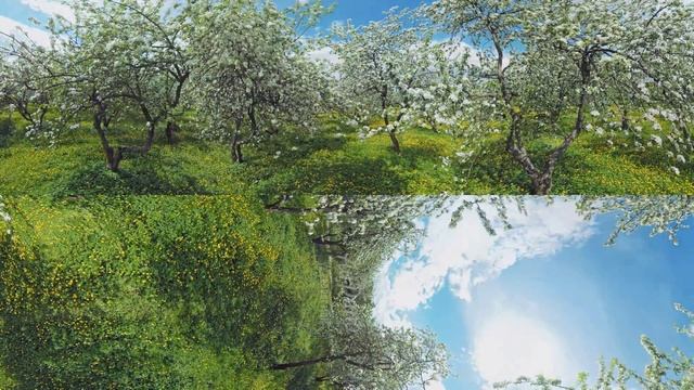 360°, Blooming apple orchards. Moscow, Kolomenskoye. 8K video смотреть онлайн
