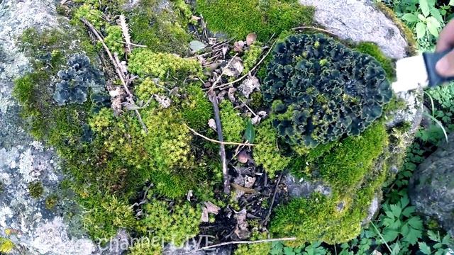 Едем в горы за растениями для большого террариума смотреть онлайн