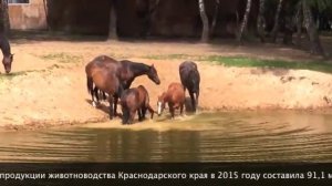 Сельское хозяйство Краснодарского края 2015