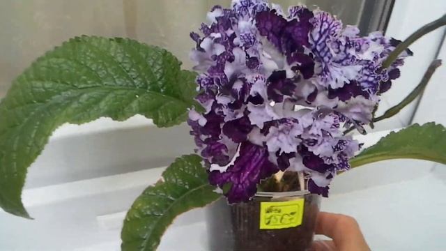 Мои Цветущие Стрептокарпусы в августе 2020 смотреть онлайн