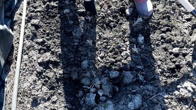 Март. Уход за саженцами лаванды в открытом грунте. смотреть онлайн